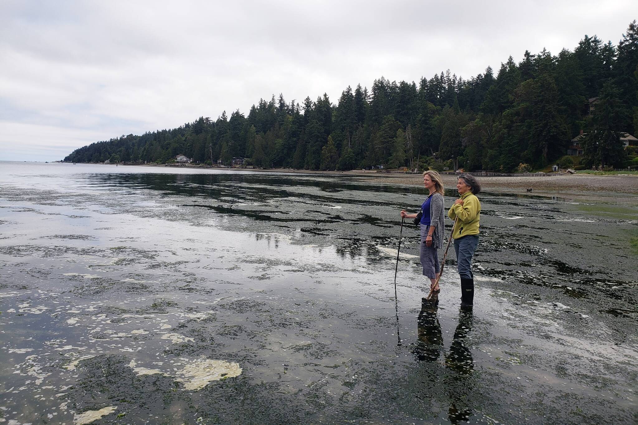 Some see promise in kelp farming, while others fear harms | Vashon-Maury Island Beachcomber